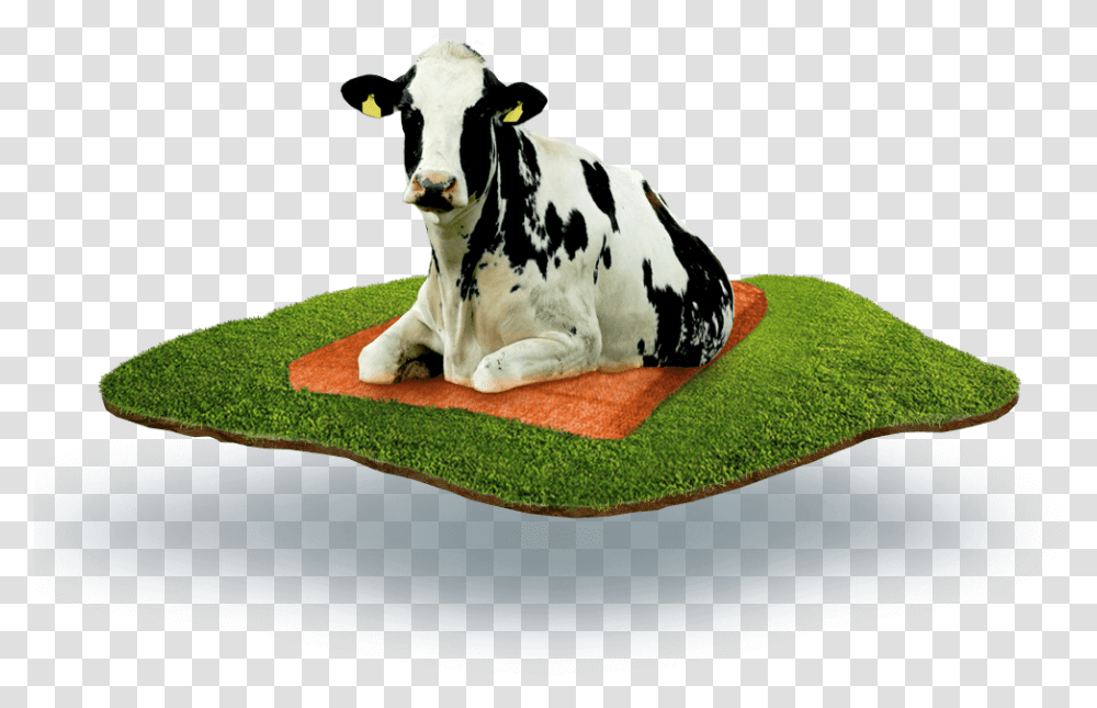 Cow Laying On The Dutch Mountain Mattress Krs, Cattle, Mammal, Animal, Dairy Cow Transparent Png