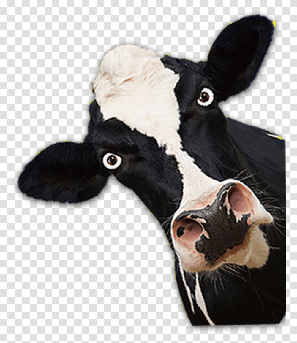 Cow Mad Peek A Boo Donkey, Cattle, Mammal, Animal, Dairy Cow Transparent Png