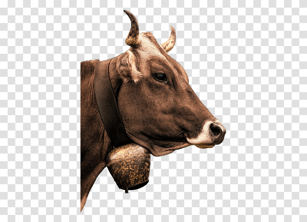 Cow Milk Beef Boeuf, Cattle, Mammal, Animal, Bull Transparent Png