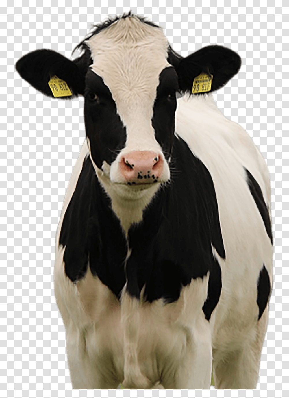 Cow Miss Missy Animal, Cattle, Mammal, Dairy Cow, Horse Transparent Png