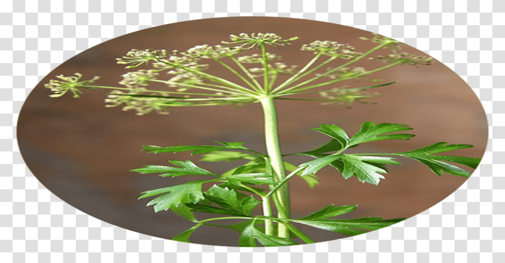 Cow Parsley, Plant, Seasoning, Food, Dill Transparent Png