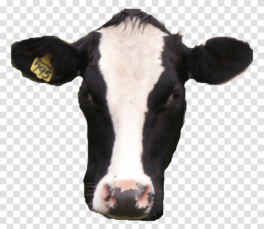 Cow Real Cow Head Background, Cattle, Mammal, Animal, Dairy Cow Transparent Png