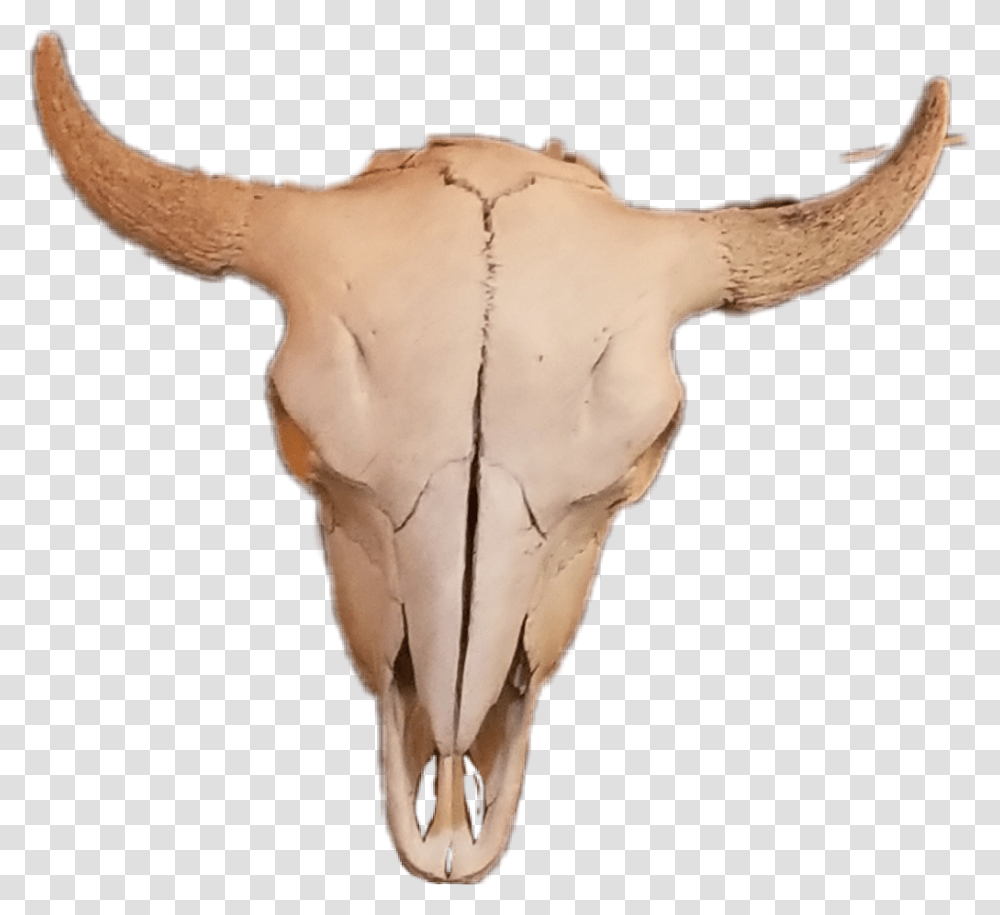 Cow Skull Skullbones Skull Deer, Torso, Bird, Animal, Cattle Transparent Png