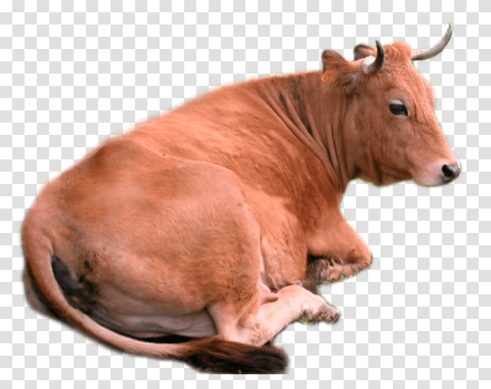 Cow Stock By Lubman Cow Stock By Lubman Cow, Bull, Mammal, Animal, Cattle Transparent Png