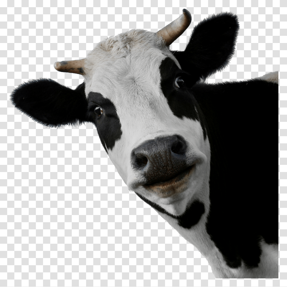 Cow Transparent Png