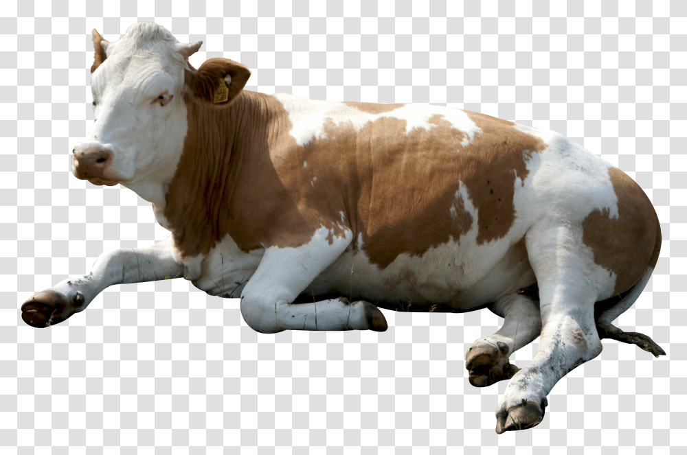 Cow Transparent Png