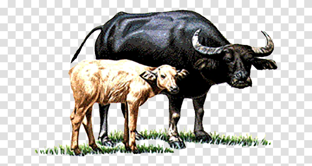 Cow Vector Buffalo Indian Buffalo And Calf Clipart, Mammal, Animal, Cattle, Wildlife Transparent Png