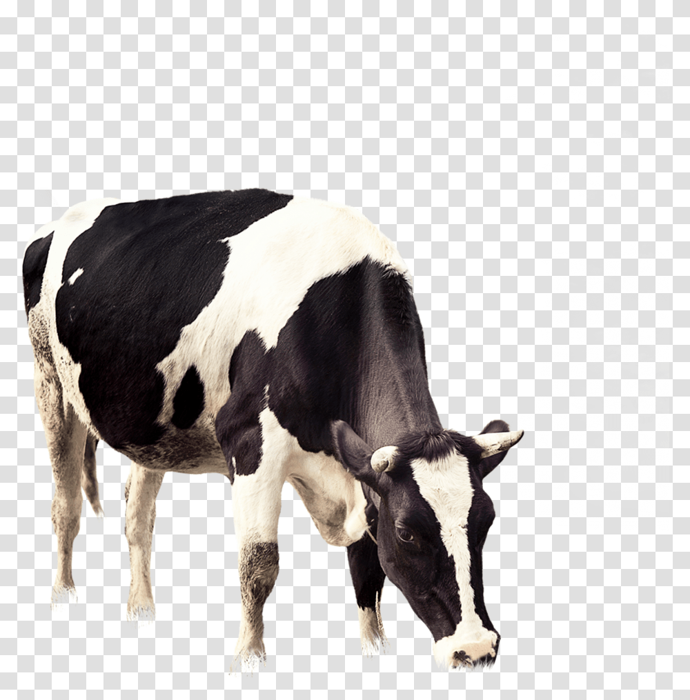 Cow Vector Grazing Cows Transparent Png