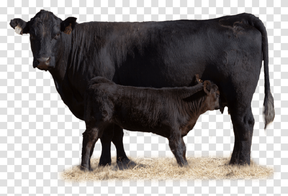 Cow With Her Calf In Pasture Beef Cow, Cattle, Mammal, Animal, Bull Transparent Png