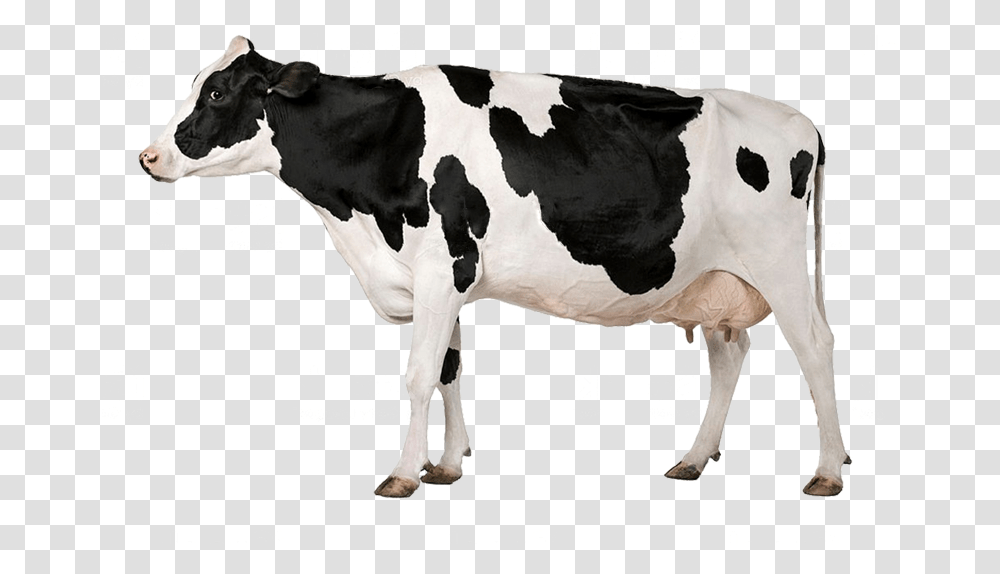 Cow With White Background, Cattle, Mammal, Animal, Dairy Cow Transparent Png