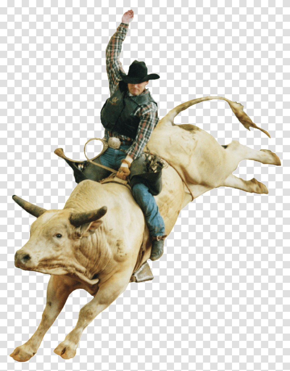 Cowboy Rodeo, Cattle, Mammal, Animal, Person Transparent Png