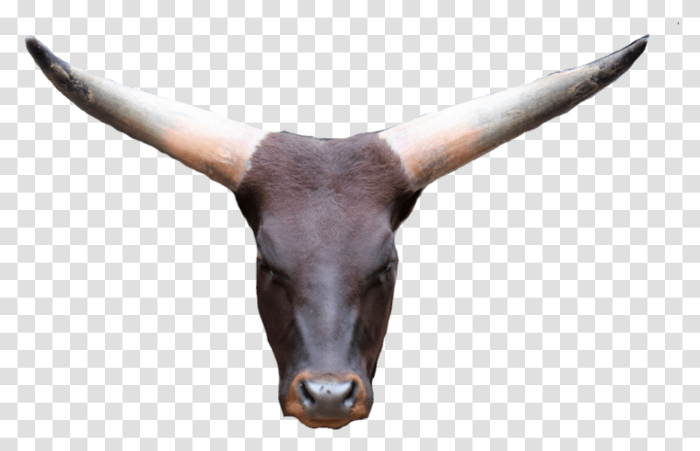Cowhead Cowface Bullhead Antelope, Longhorn, Cattle, Mammal, Animal Transparent Png
