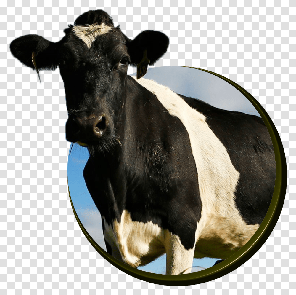 Cows Cattle, Mammal, Animal, Bull, Dairy Cow Transparent Png