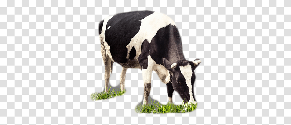 Cows, Cattle, Mammal, Animal, Dairy Cow Transparent Png