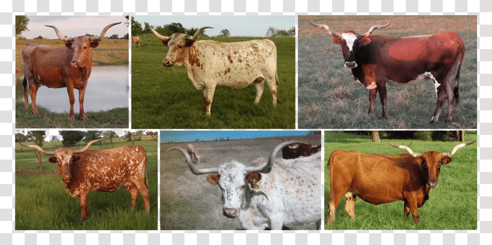 Cows, Cattle, Mammal, Animal, Longhorn Transparent Png