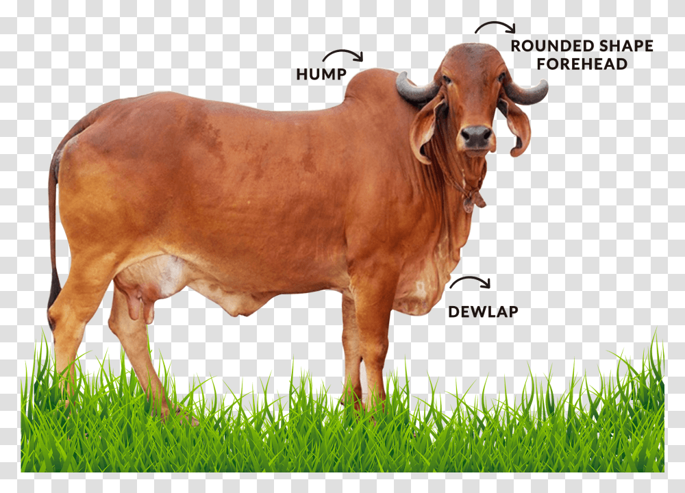 Cows Clipart Black And White Gir Cow Images, Bull, Mammal, Animal, Cattle Transparent Png