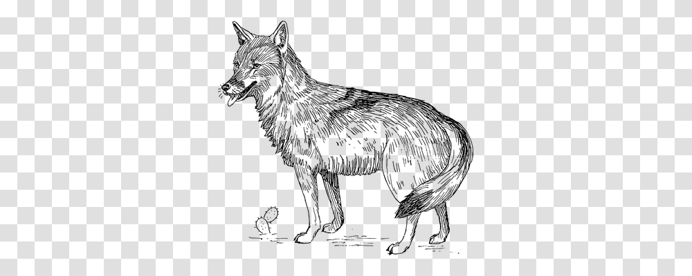Coyote Animals, Gray, World Of Warcraft Transparent Png