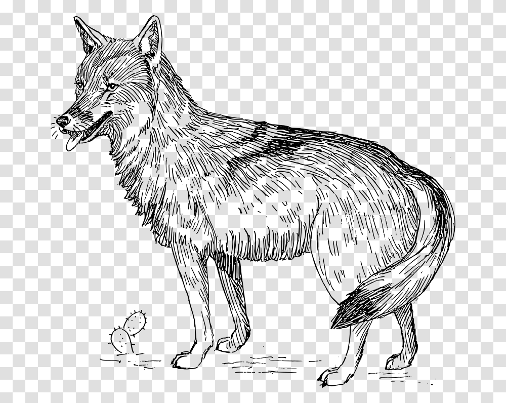 Coyote, Animals, Gray, World Of Warcraft Transparent Png