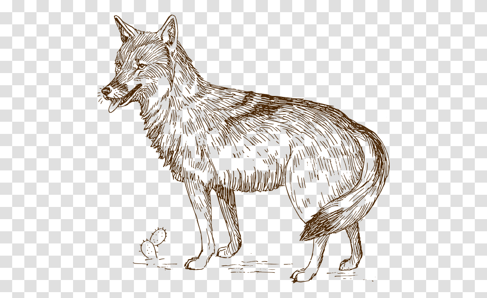 Coyote Clip Art, Mammal, Animal, Wolf, Bird Transparent Png