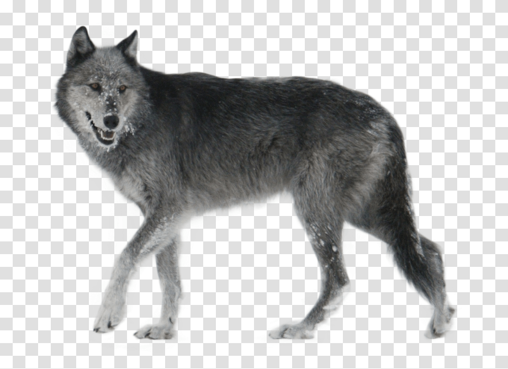 Coyote Clipart Walking, Wolf, Mammal, Animal, Dog Transparent Png