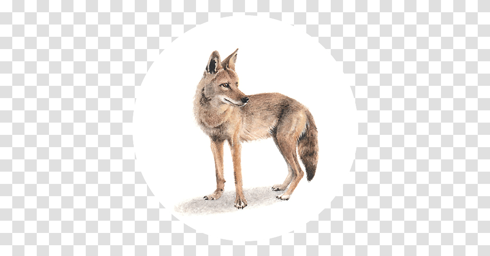 Coyote Czechoslovakian Wolfdog, Mammal, Animal, Pet, Canine Transparent Png