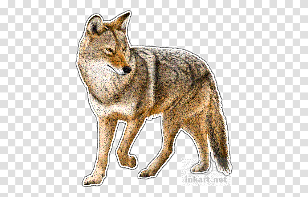 Coyote Decal Coyotes Art, Mammal, Animal, Red Wolf, Canine Transparent Png