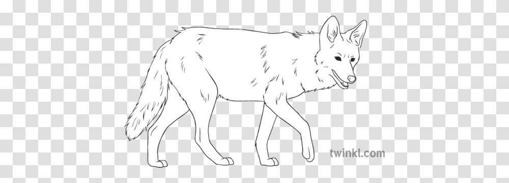 Coyote General Animal Secondary Black And White Rgb Cute Butterfly Black And White, Mammal, Wolf, Horse, Wildlife Transparent Png