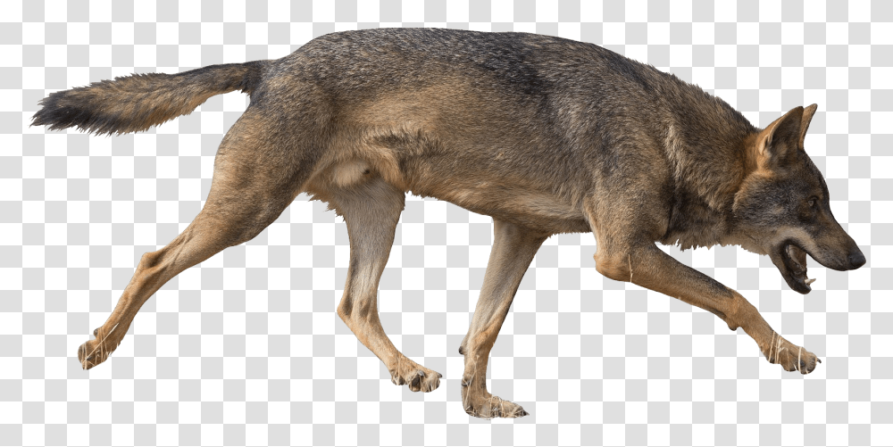 Coyote Images Free Download Jackal, Mammal, Animal, Wolf, Red Wolf Transparent Png
