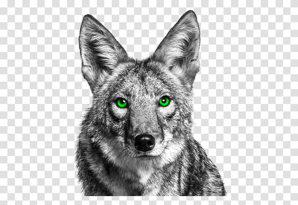 Coyote With Green Eyes, Dog, Pet, Canine, Animal Transparent Png