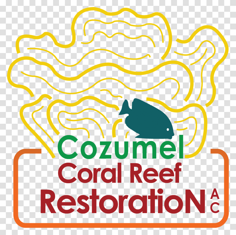Cozumel Coral Reef Restoration, Bird Transparent Png