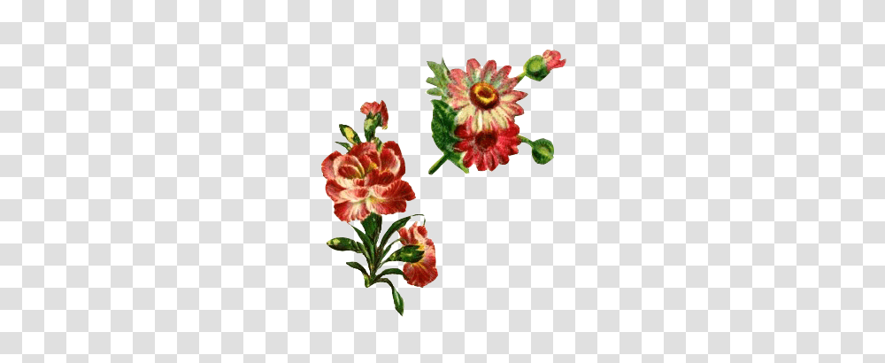 Cr To Owner Shared, Plant, Flower, Blossom, Pattern Transparent Png