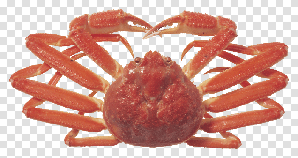 Crab, Animals, Food, Seafood, Sea Life Transparent Png