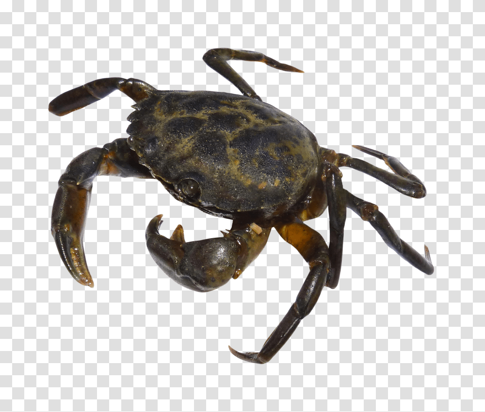 Crab, Animals, Insect, Invertebrate, Sea Life Transparent Png
