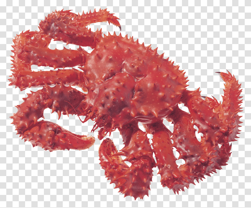 Crab, Animals, King Crab, Invertebrate, Seafood Transparent Png