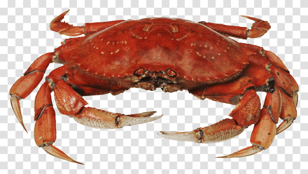 Crab, Animals, Lobster, Seafood, Sea Life Transparent Png