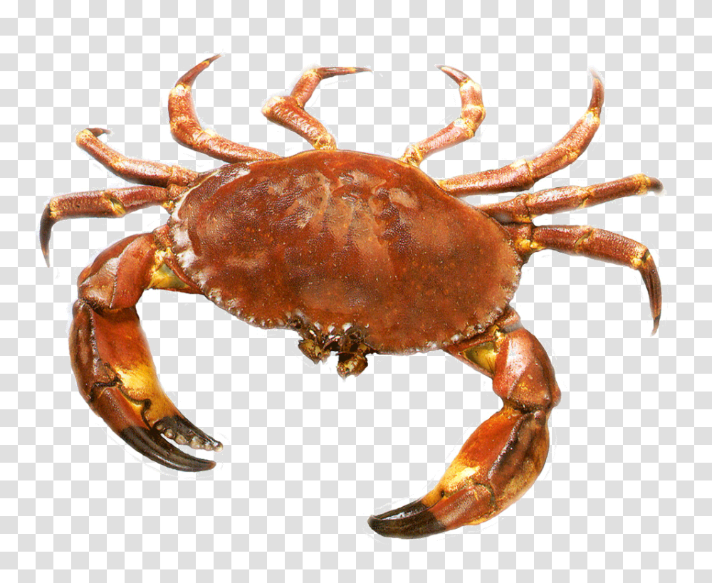 Crab, Animals, Lobster, Seafood, Sea Life Transparent Png