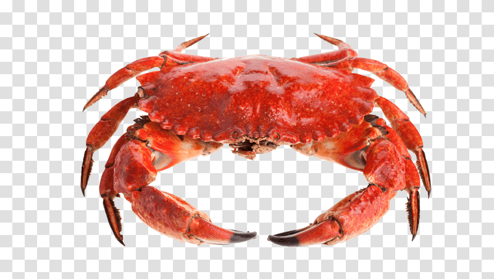 Crab, Animals, Lobster, Seafood, Sea Life Transparent Png