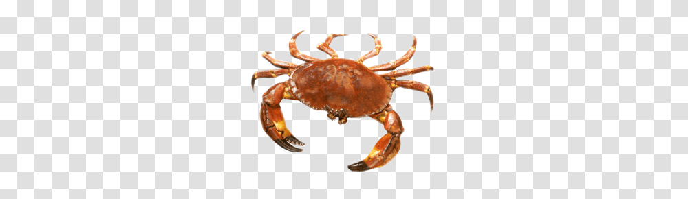 Crab, Animals, Lobster, Seafood, Sea Life Transparent Png