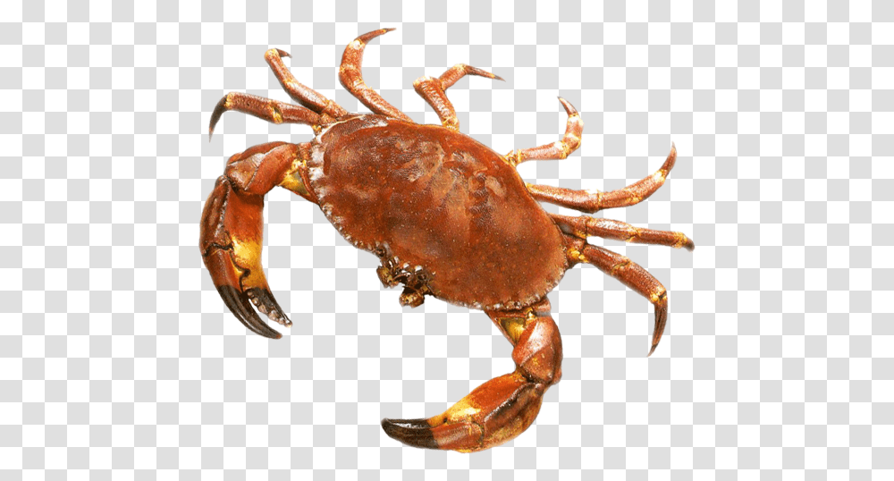 Crab, Animals, Lobster, Seafood, Sea Life Transparent Png