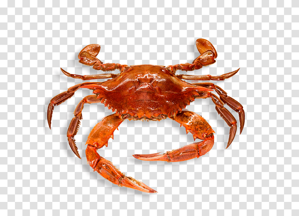 Crab, Animals, Lobster, Seafood, Sea Life Transparent Png