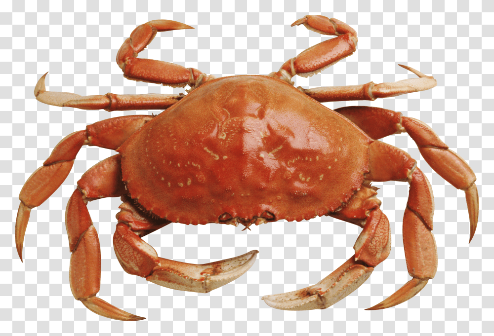 Crab, Animals, Lobster, Seafood, Sea Life Transparent Png