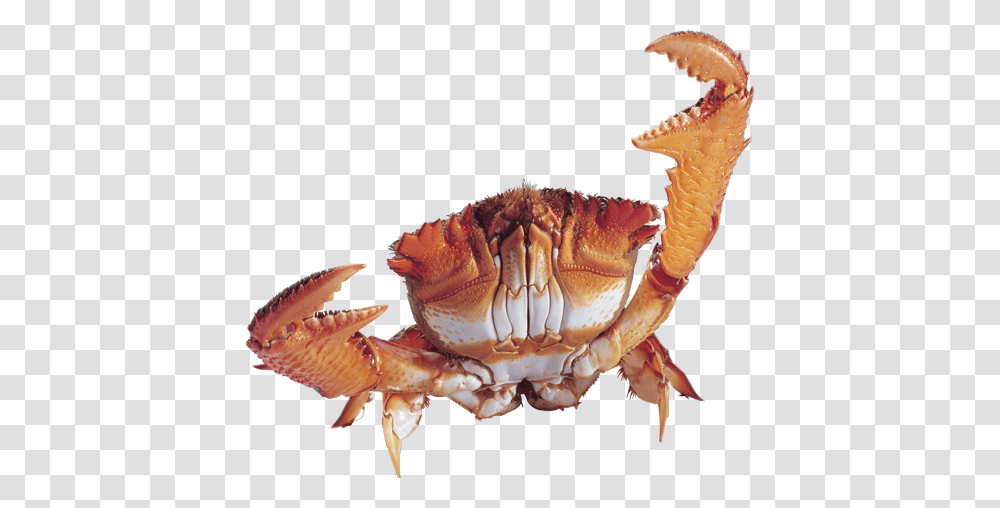 Crab, Animals, Sea Life, Seafood, Invertebrate Transparent Png