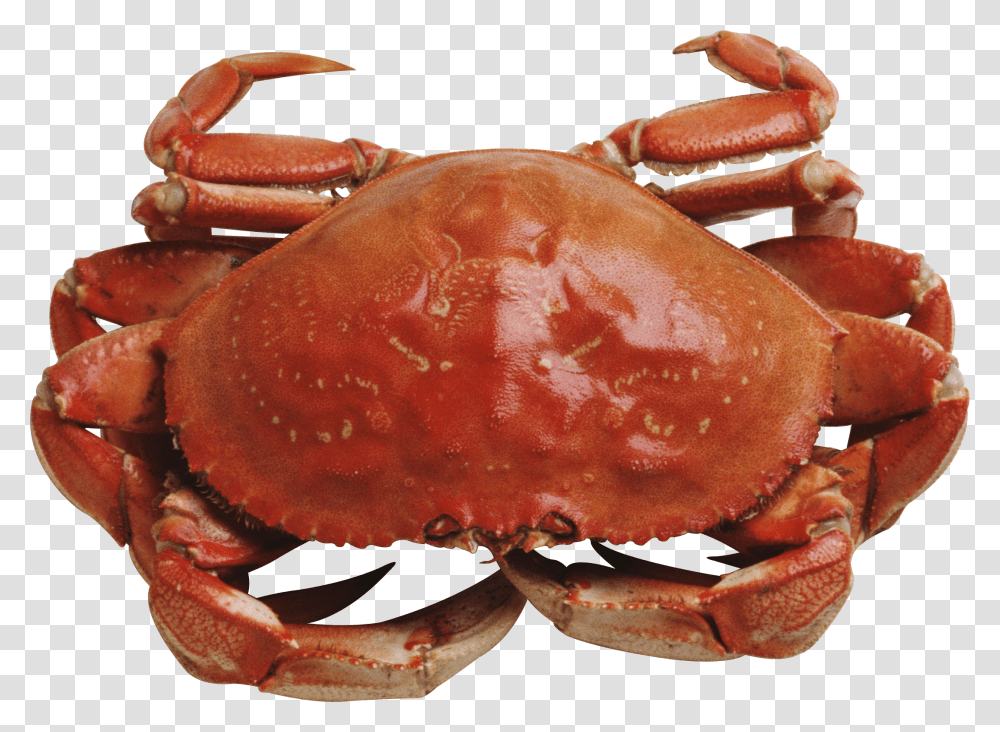 Crab, Animals, Seafood, Sea Life, Burger Transparent Png