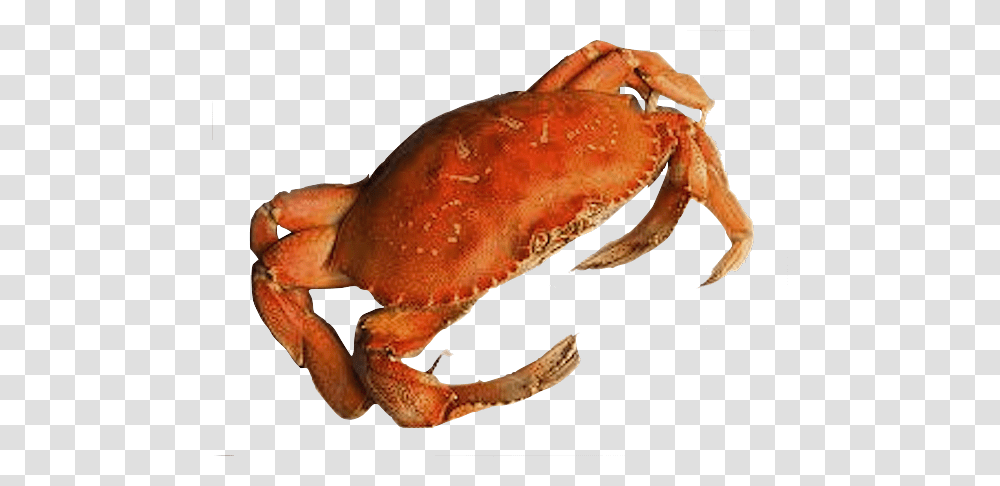 Crab, Animals, Seafood, Sea Life, King Crab Transparent Png