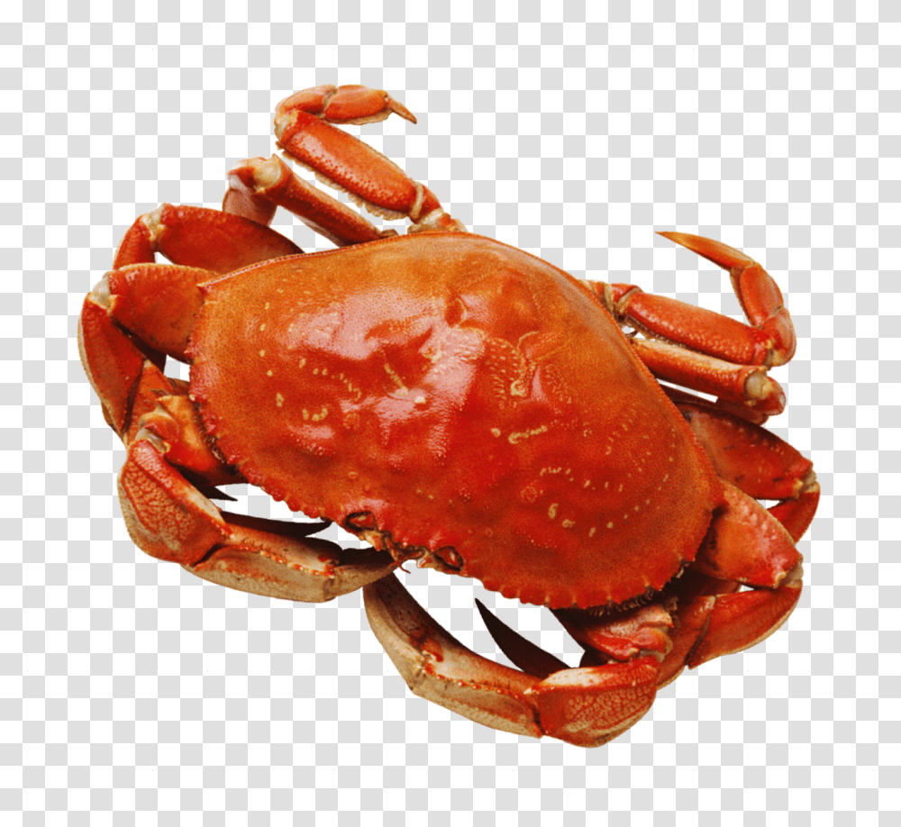 Crab, Animals, Seafood, Sea Life, Lobster Transparent Png
