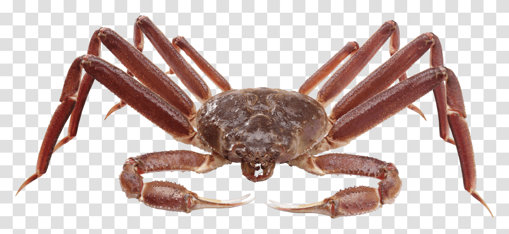 Crab, Animals Transparent Png