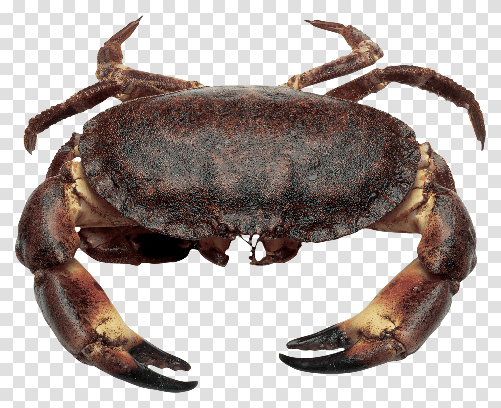 Crab, Animals Transparent Png