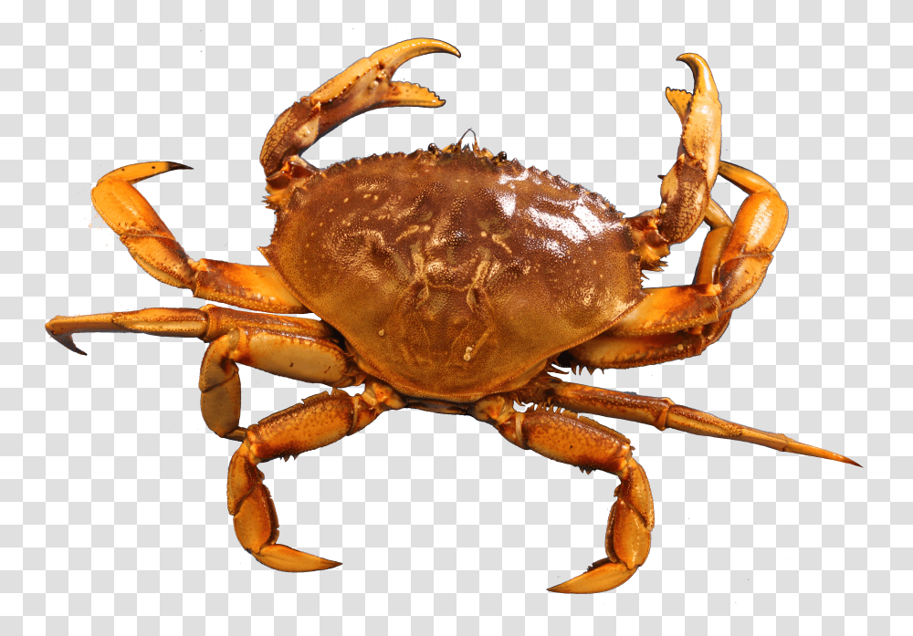 Crab, Animals Transparent Png