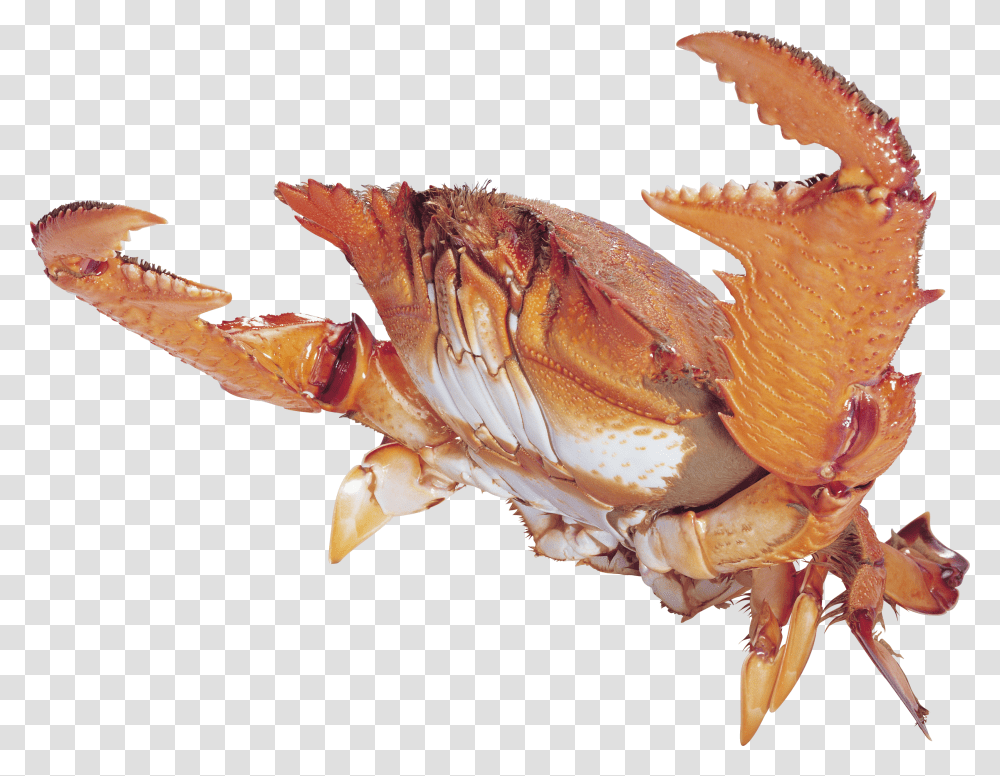 Crab, Animals Transparent Png