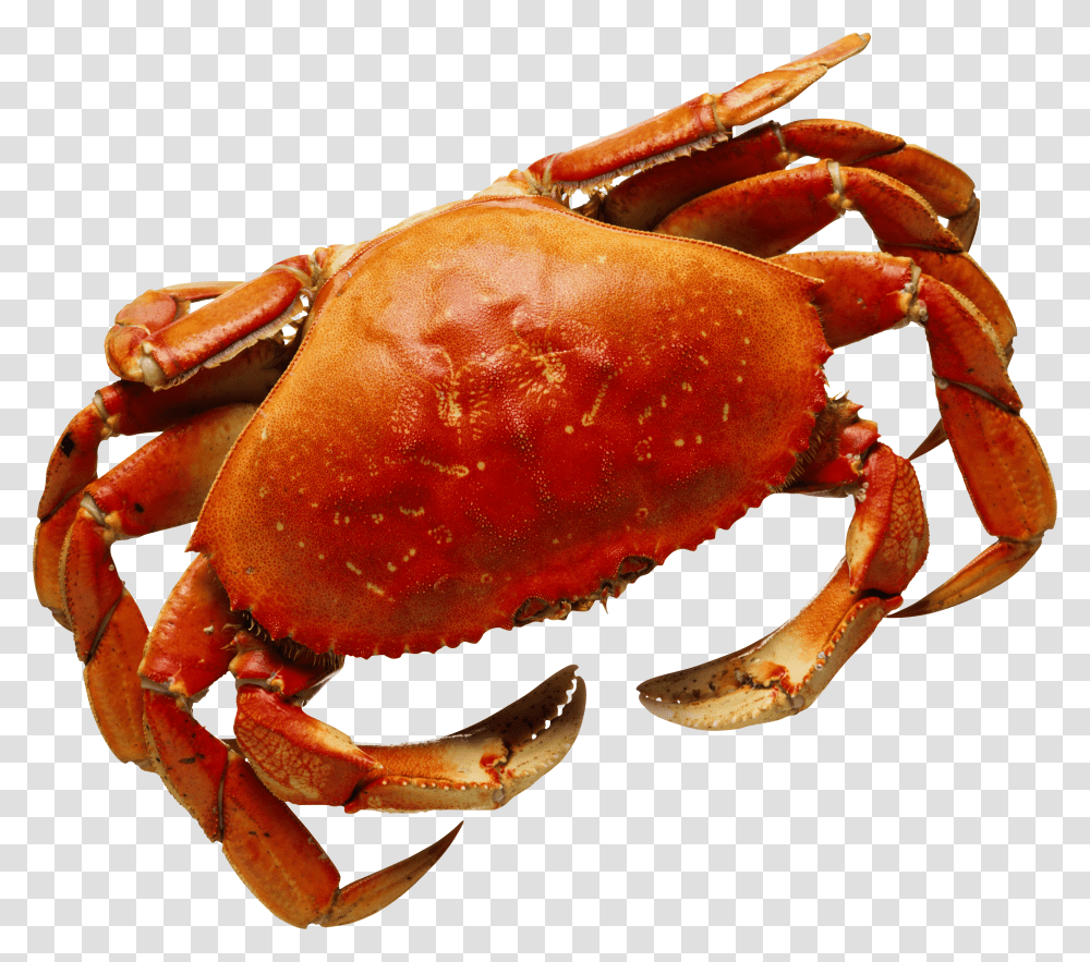 Crab, Animals Transparent Png